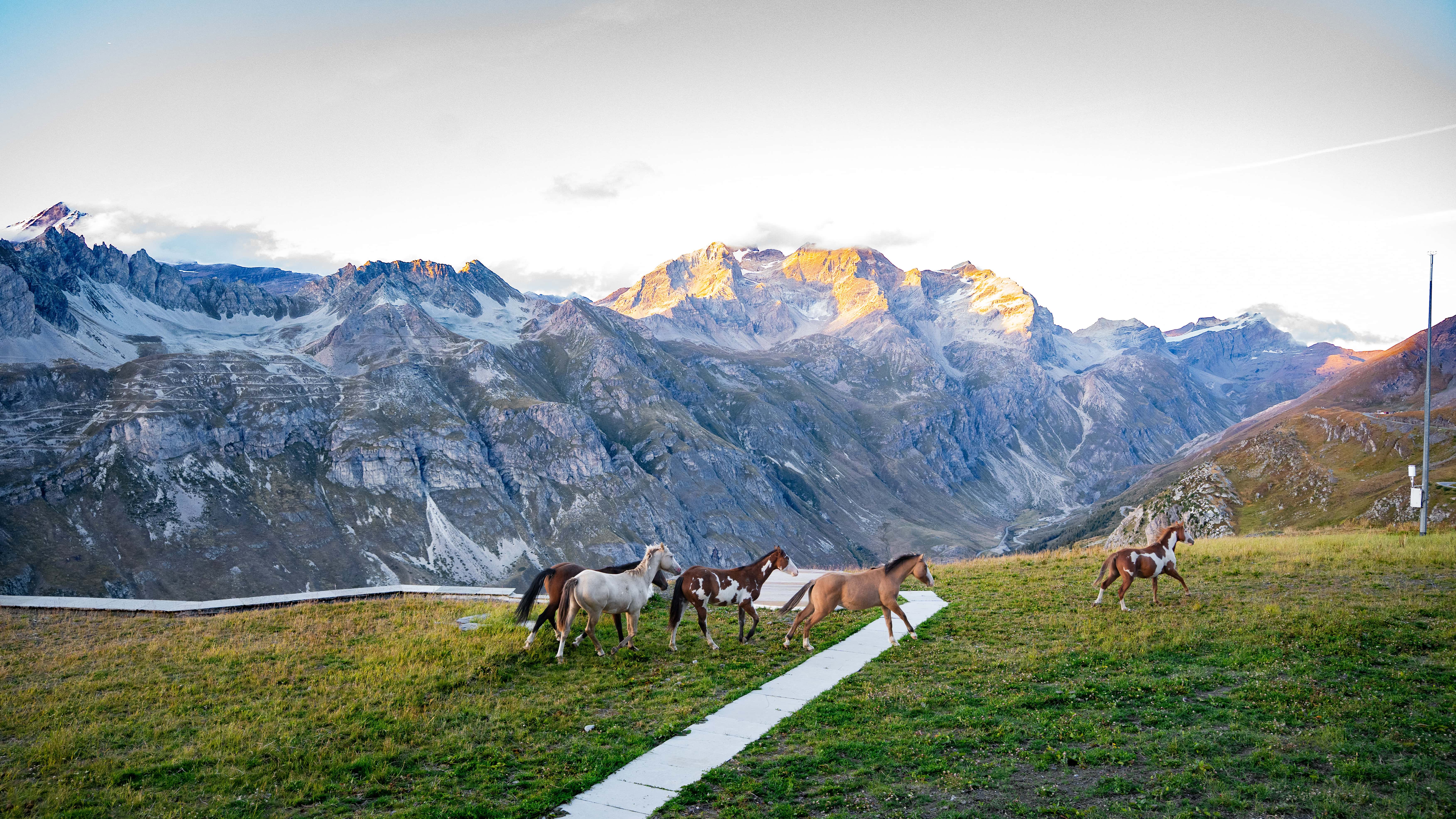 Freilaufende Pferde vor malerischer Alpenlandschaft bei Sonnenaufgang.